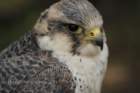 birdsofprey21_small.jpg