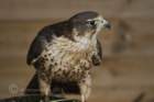 birdsofprey23_small.jpg