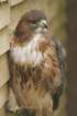 birdsofprey34_small.jpg