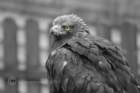 birdsofprey35_small.jpg