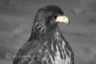 birdsofprey38_small.jpg