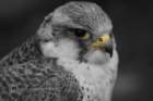 birdsofprey40_small.jpg