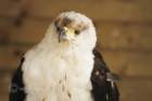birdsofprey41_small.jpg