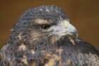 birdsofprey42_small.jpg