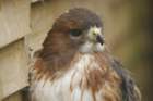 birdsofprey48_small.jpg