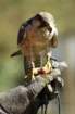 birdsofprey6_small.jpg