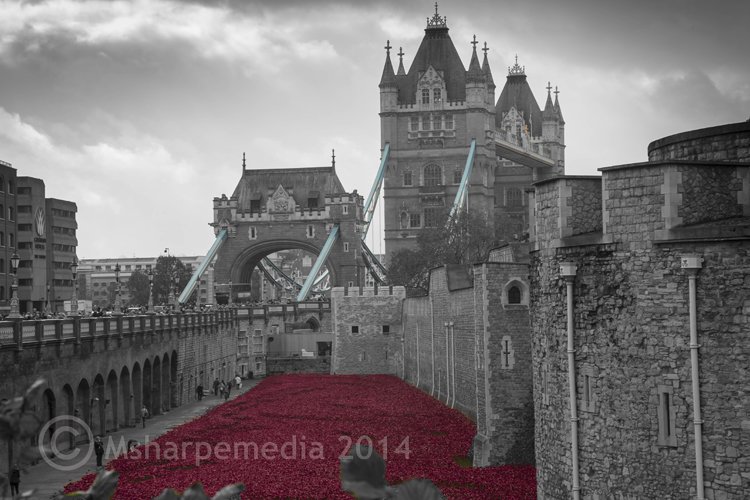 londonpoppies1.jpg