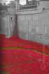 londonpoppies3_small.jpg