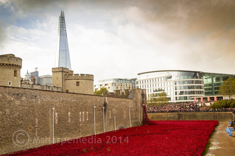 londonpoppies4.jpg