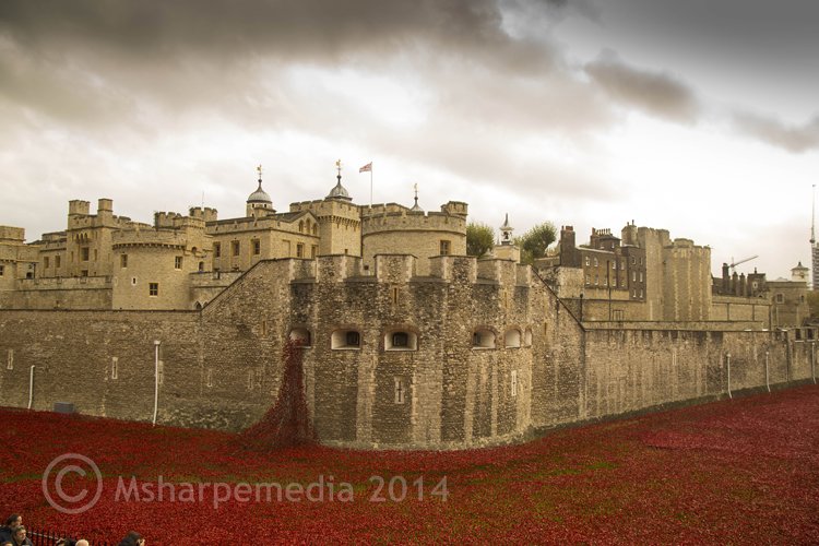 londonpoppies6.jpg